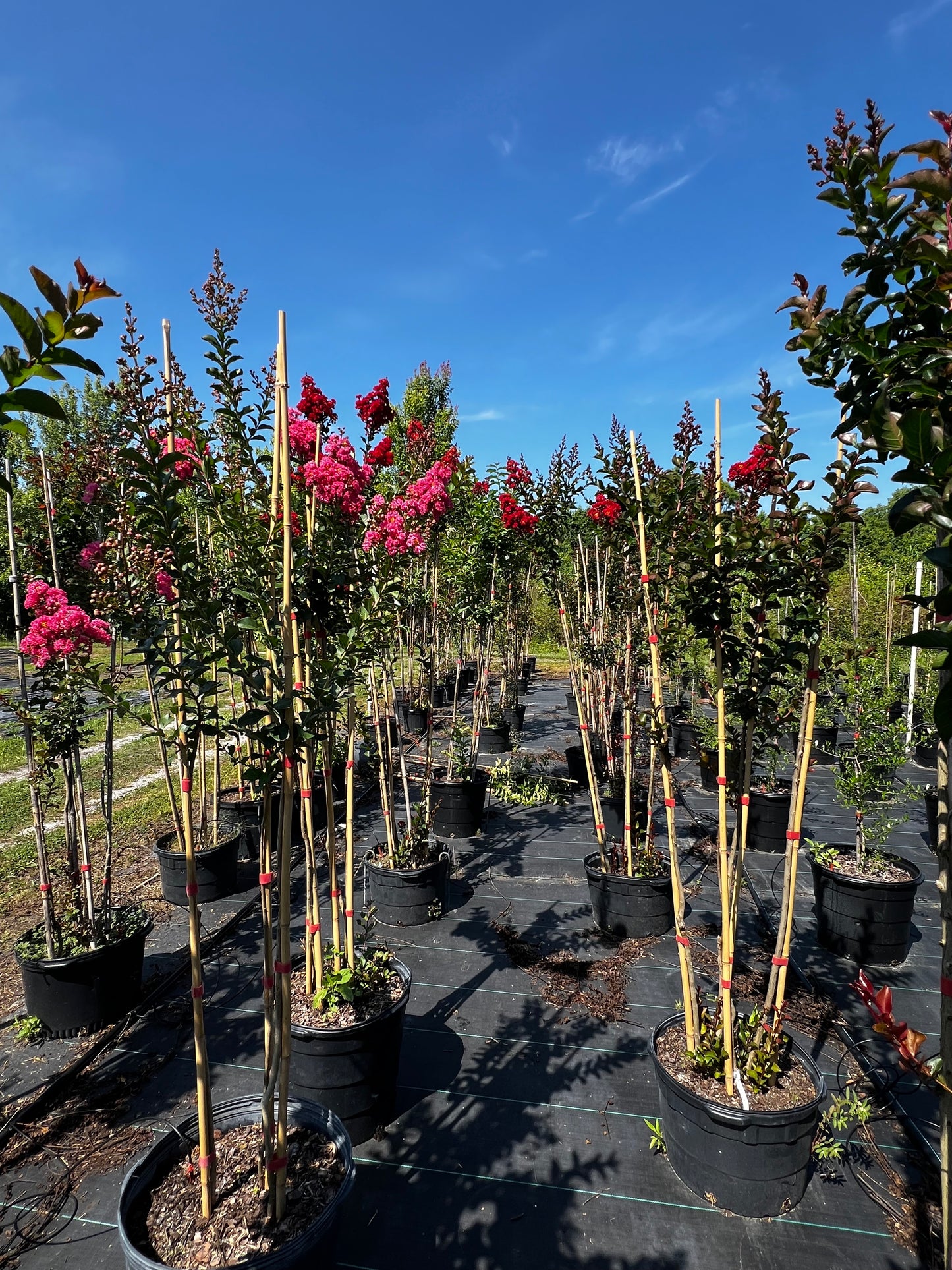 Multi Crape Myrtles 15 & 30 Gallon