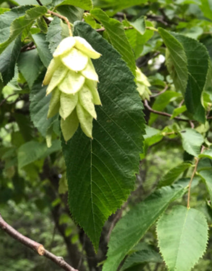 American Hornbeam (Carpinus Caroliniana) 3 Gallon