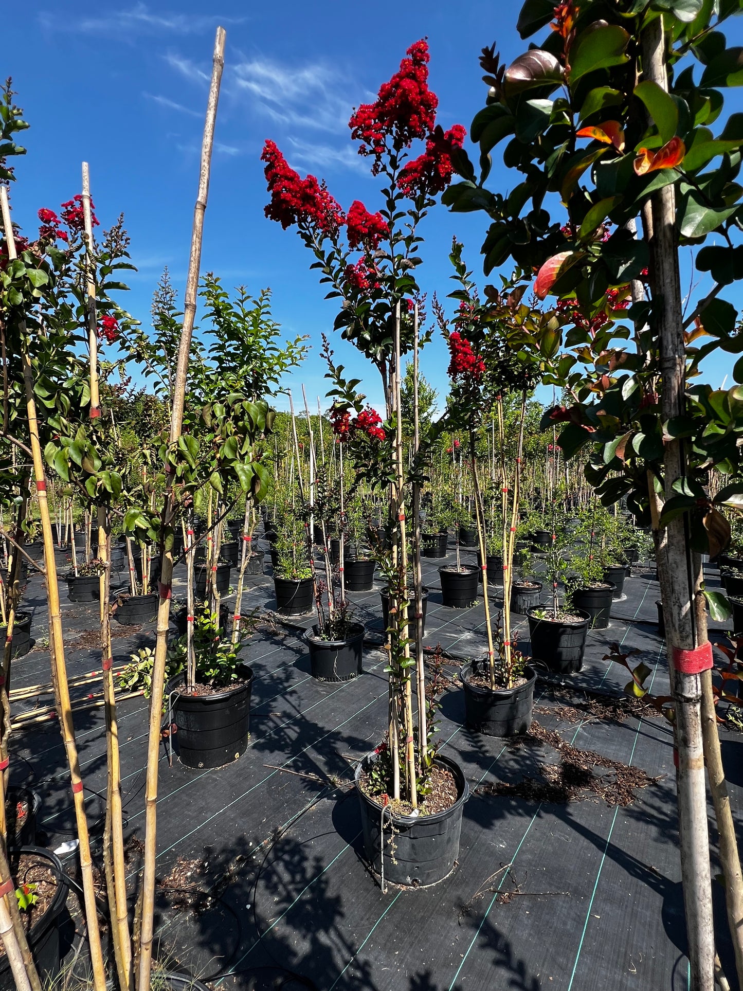 Multi Crape Myrtles 15 & 30 Gallon