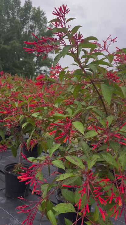 Rare Firebush Topiary Florida Native- Exclusive 15 Gallon