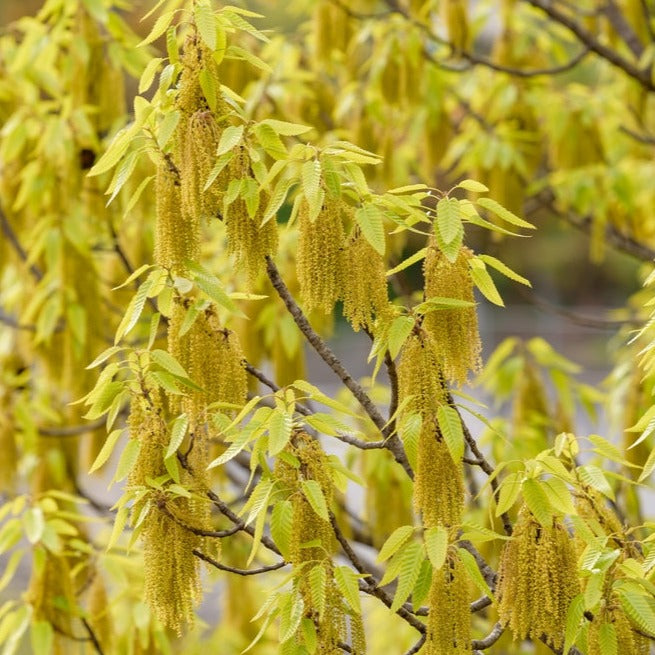 Sawtooth Oak (Quercus Acutissima) 3 Gallon