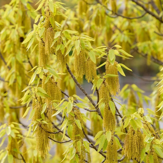 Sawtooth Oak