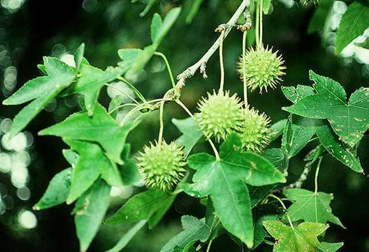 Florida Native Sweetgum (Liquidambar styraciflua) Liner