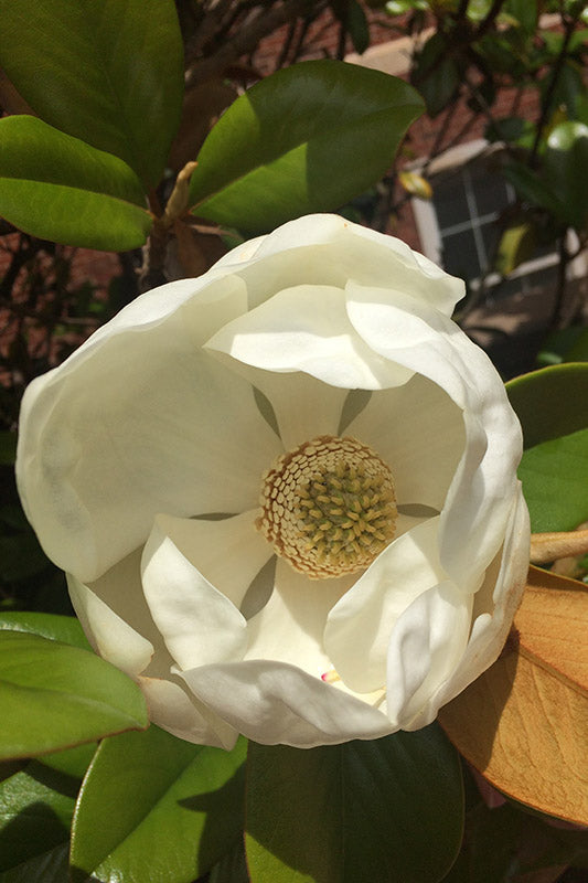 Teddy Bear Magnolia (Magnolia Grandiflora 'Southern Charm) Florida Native 15 & 30 Gallon