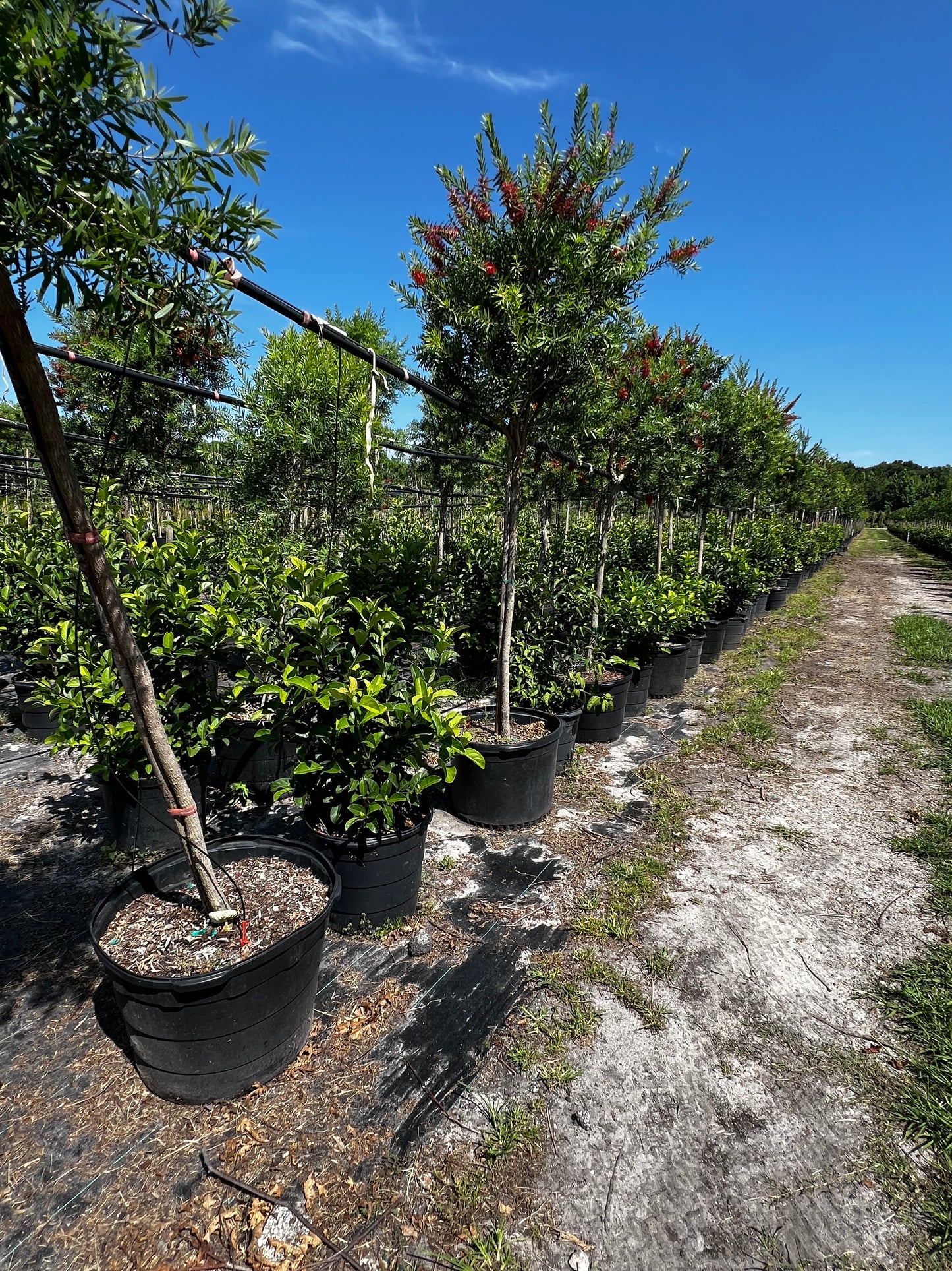 Viburnum Shrub 15 & 30 Gallon