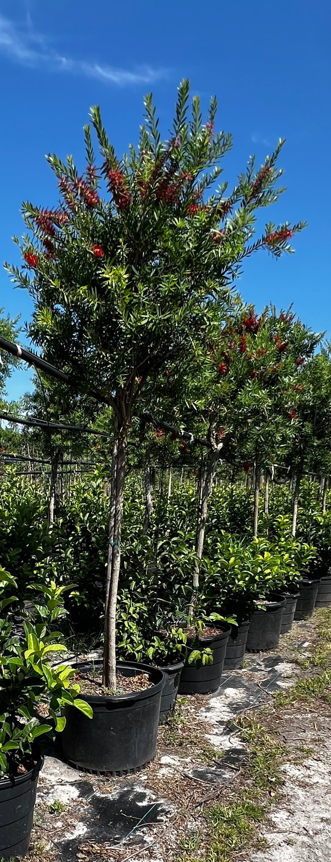 Standard Bottlebrush 30 Gallon