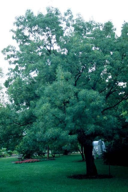 White Ash (Fraxinus Americana) Florida Native 15 Gallon