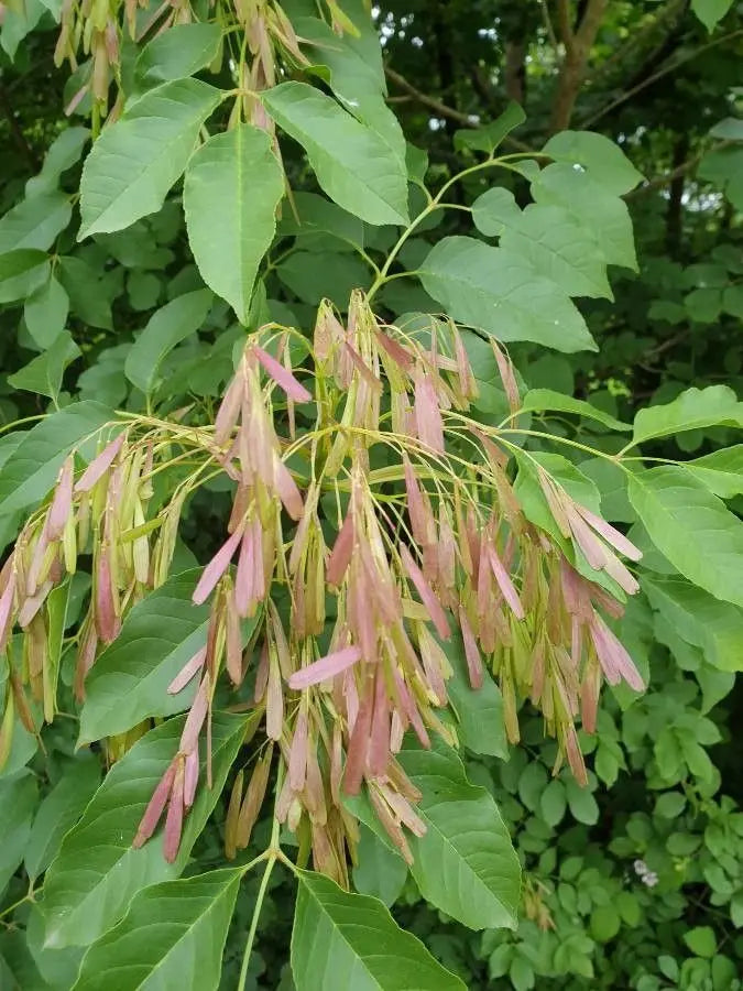 White Ash (Fraxinus Americana) Florida Native 15 Gallon