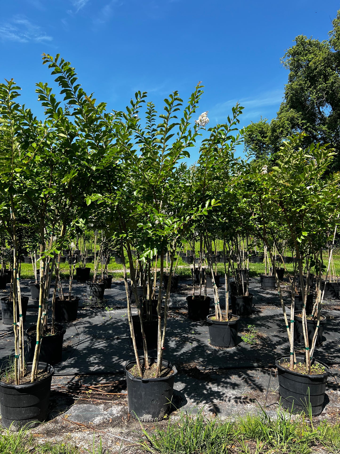 Multi Crape Myrtles